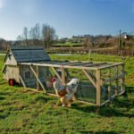 Dorset Ranger Ten Chicken Coop - Image 6