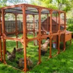 Brahma Chicken Run Extension