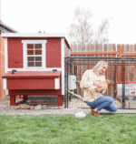 XL Chicken Coop - Up to 20 Chickens - Image 3