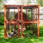 Brahma Chicken Run Extension - Image 9