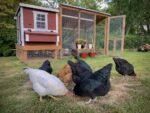 Medium Chicken Coop - Up to 10 Chickens - Image 5